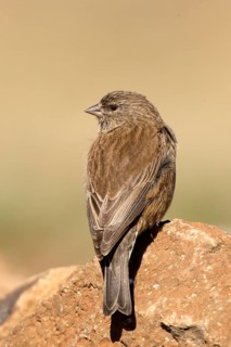 Drakensberg Siskin (Crithagra symonsi) female perched on a rock, Sani Pass, Lesotho