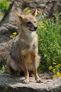 Golden jackal (Canis aureus), captive, occurring in Asia and Europe