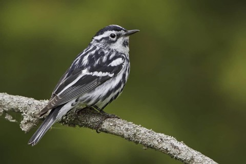 Black-and-white Warbler (Mniotilta varia), Ontario, Canada