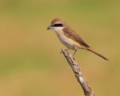 Brown Shrike (Lanius cristatus) male perched on dry branch, Phetchaburi, Thailand