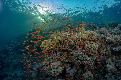 Schooling Sea Goldie glide through a vibrant coral reef, highlighted by sunbeams piercing through