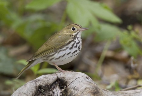 Ovenbird (Seiurus aurocapilla), Ohio, USA