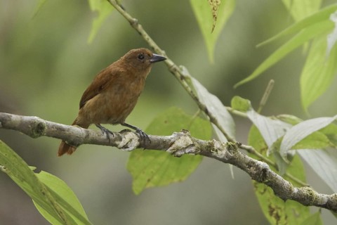 White-lined Tanager (Tachyphonus rufus) female, Ecuador