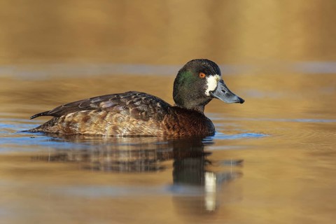 Lesser Scaup (Aythya affinis), British Columbia, Canada