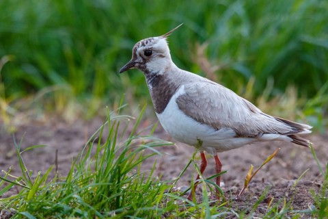 Northern Lapwing (Vanellus vanellus) partial albino, Netherlands