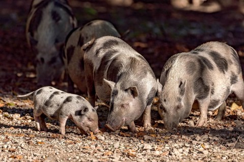 Pot-bellied pigs (Sus scrofa f. domestica), young animals, piglets, sniffing and digging in dry