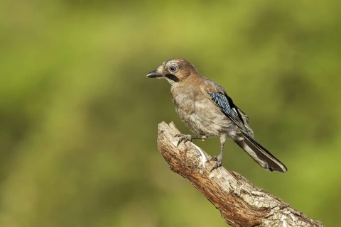 Eurasian Jay (Garrulus glandarius), Castile-La Mancha, Spain