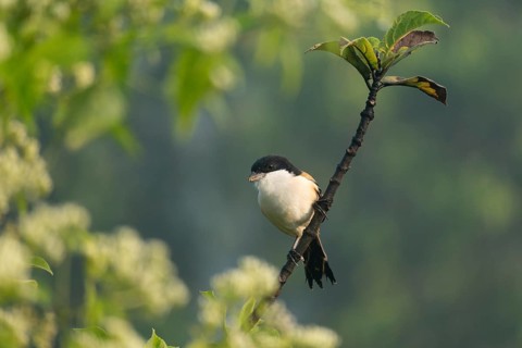 A long-tailed shrike or rufous-backed shrike (Lanius schach) sits on a tree branch, Sreepur,