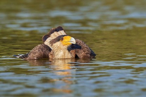 Southern Crested Caracara (Caracara plancus) bathing, Brazil