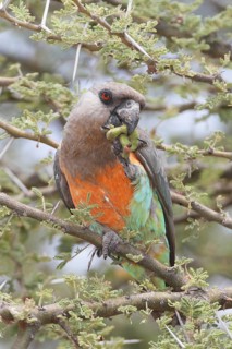 Red-bellied Parrot (Poicephalus rufiventris) male, Samburu, Kenya