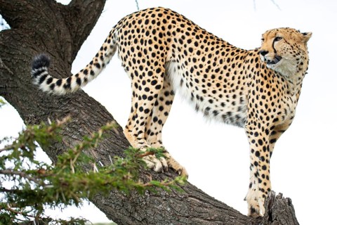 A cheetah carefully positions itself on the branches of a sturdy tree, demonstrating incredible