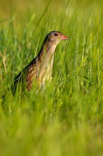 Corn Crake (Crex crex), Saxony-Anhalt, Germany