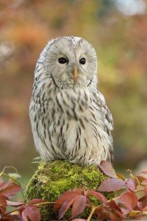 Ural Owl (Strix uralensis) captive, Germany