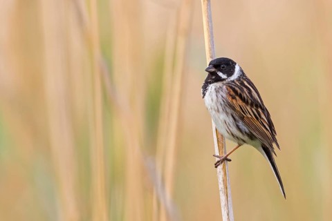 Rohrammer, Reed Bunting, Emberiza schoeniclus, Bruant des roseaux, Escribano Palustre