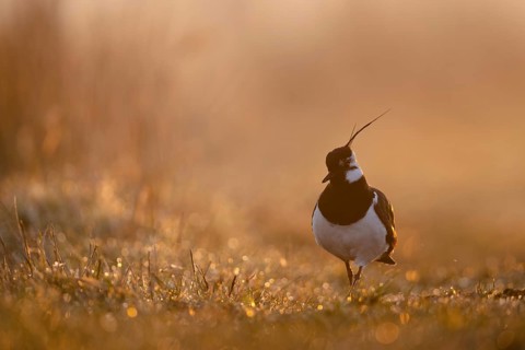 Northern Lapwing (Vanellus vanellus), Lower Saxony, Germany