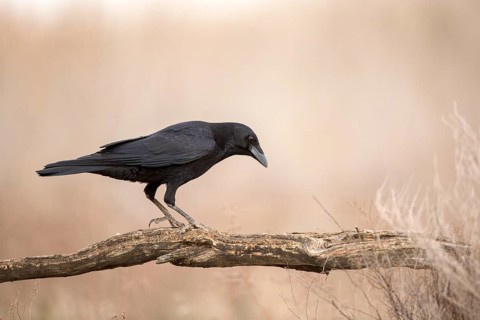 Northern Raven (Corvus corax), Castile-La Mancha, Spain