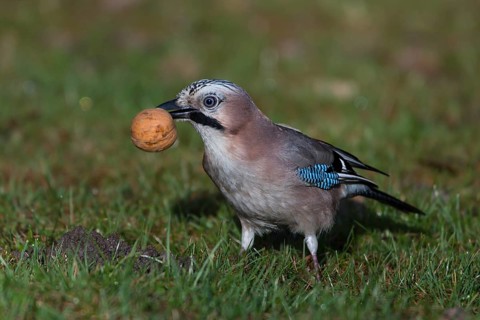 Eurasian Jay (Garrulus glandarius) with walnut in beak, Saxony, Germany