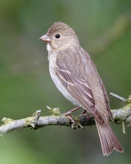 Common Rosefinch (Carpodacus erythrinus) male, Mecklenburg-Western Pomerania, Germany
