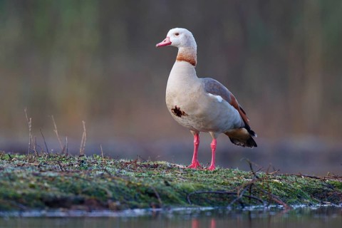 Egyptian Goose (Alopochen aegyptiaca), North Rhine-Westphalia, Germany