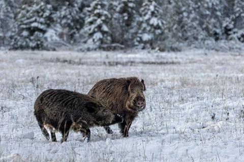 The wild boar (Sus scrofa) poses imposingly next to the wild boar, while the latter assumes a