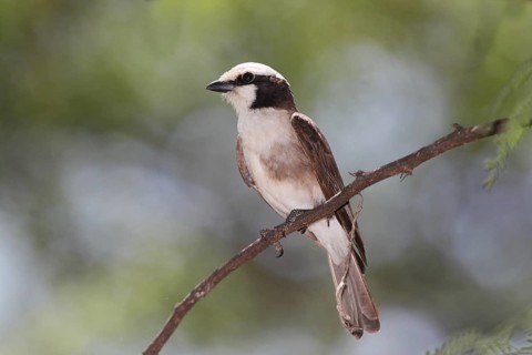 Northern White-crowned Shrike (Eurocephalus ruppelli), Lake Baringo, Kenya