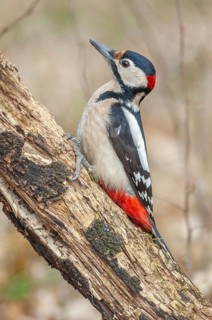 A bird with red and black feathers sits on a branch. Great woodpecker (Dendrocopos major) . Lower