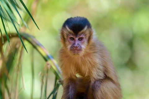 Small monkey sitting attentively between green leaves in a natural environment, capuchin monkey
