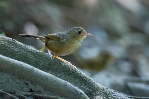 Buff-breasted Babbler (Pellorneum tickelli), Thailand
