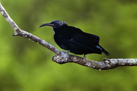 Paradise Riflebird (Ptiloris paradiseus) male, Queensland, Australia