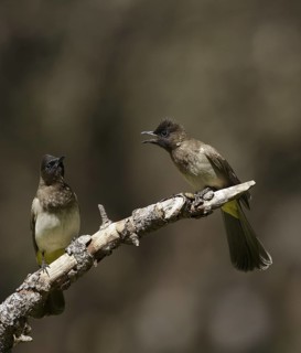 Common Bulbul (Pycnonotus barbatus), Chobe, Botswana