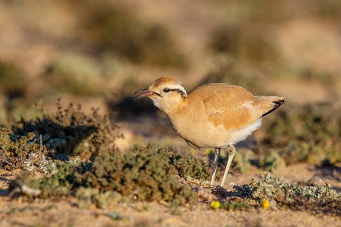 Cream-colored Courser (Cursorius cursor), Fuerteventura, Spain