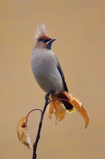 Bohemian Waxwing (Bombycilla garrulus), Amstelveen, Netherlands