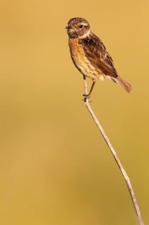 European Stonechat (Saxicola rubicola) female, Asturias, Spain