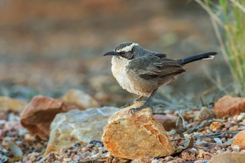 White-browed Babbler (Pomatostomus superciliosus), Northern Territory, Australia