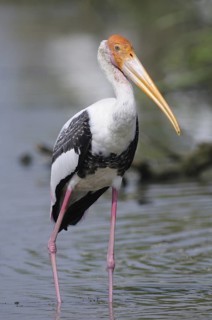 Painted Stork (Mycteria leucocephala), Sri Lanka