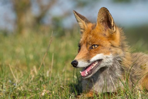 Red Fox (Vulpes vulpes) adult portrait, Netherlands
