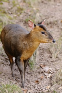 A muntjac looks around attentively in the forest, surrounded by autumn foliage, Chinese muntjac