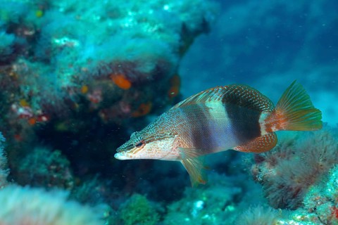 Sculpted perch (Serranus scriba)