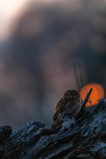 One East Brazilian pygmy owl (Glaucidium minutissimum), also known as least pygmy-owl or Sick's