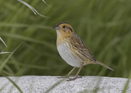 Nelson's Sparrow (Ammodramus nelsoni), North Dakota, USA