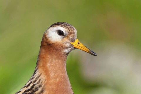 Red Phalarope (Phalaropus fulicarius), Iceland