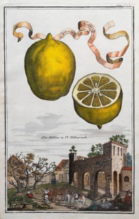 Lemons, citrus fruits, Pillenreuth Monastery, hand-coloured copper engraving or copper etching by