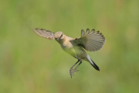 Isabelline Wheatear (Oenanthe isabellina), Rhodopen, Bulgaria