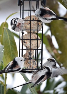 Long-tailed tits (Aegithalos caudatus) eating tit dumplings in winter, Schleswig-Holstein, Germany