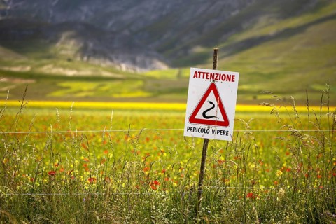 The lentil bloom in Castelluccio di Norcia, nestled in the Sibillini Mountains of the Italian