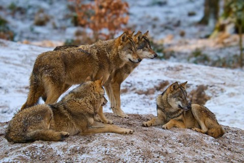 Four wolves resting and standing in a snowy forest, pack, winter, wolf (Canis lupus), Germany