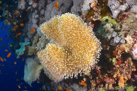 Rough leather coral (Sarcophyton glaucum)