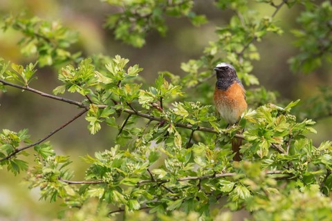 Common Redstart (Phoenicurus phoenicurus) male, Saxony, Germany