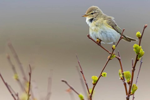 Willow warbler, (Phylloscopus trochilus), animals, birds, songbirds, Varanger, Finnmark, Norway