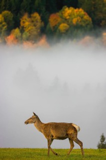 An Altai maral hind, Altai wapiti or Altai elk (Cervus canadensis sibiricus) stands in a meadow in
